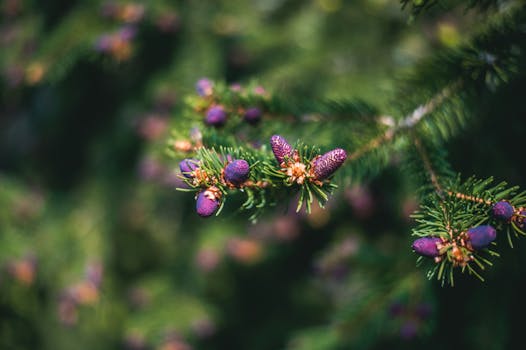 Top vegetariánské restaurace v Lysé nad Labem: Kde na oběd?